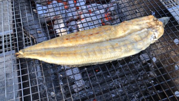 ご紹介頂きました