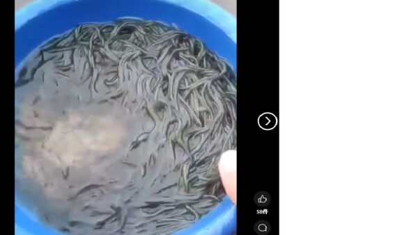 インドネシアのシラス稚魚